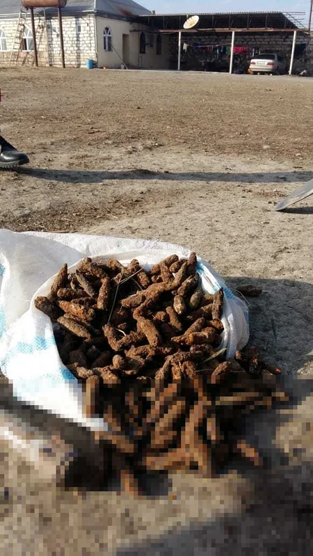 Yevlaxda 65 ədəd partlamamış hərbi sursat aşkar olunub - FOTO