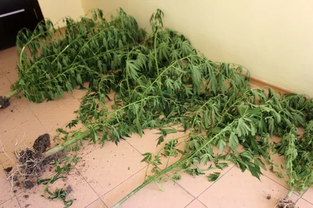 Şabran polisi əməliyyat keçirdi, üç rayon sakini saxlanıldı