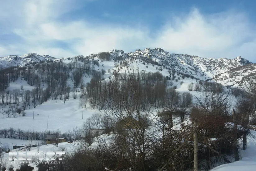 Lerikdə qar kənd təsərrüfatına ciddi ziyan vurub - FOTO