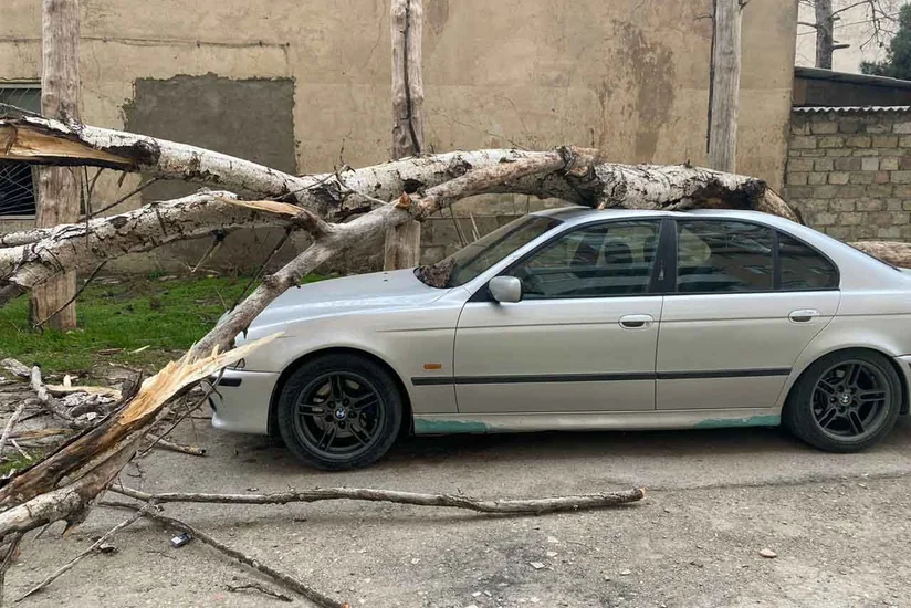 Во дворе бакинской больницы на автомобиль упало дерево - ФОТО - ВИДЕО