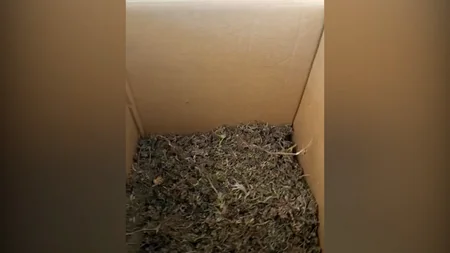 Abşeron polisi 2 nəfərdən 7 kq-dan artıq narkotik götürüb