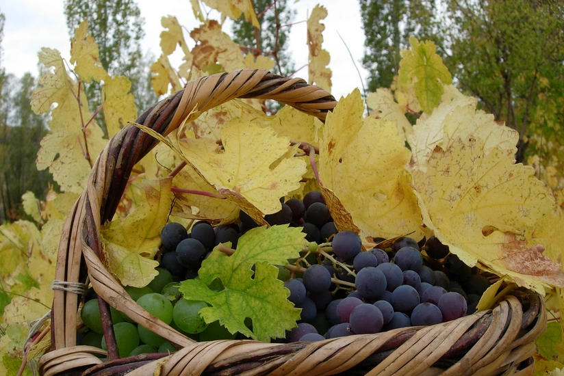 Azərbaycanda emal müəssisələrinin üzümə tələbatı azalıb