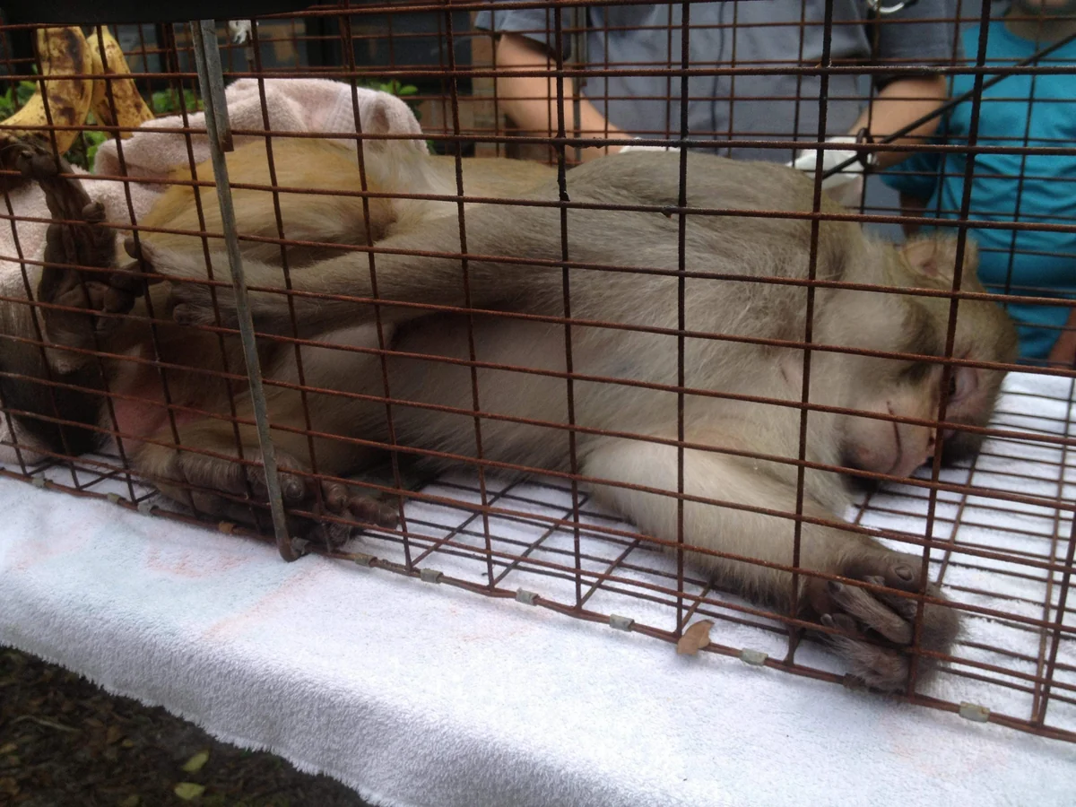 Roguie monkey causes nationwide blackout in Kenya