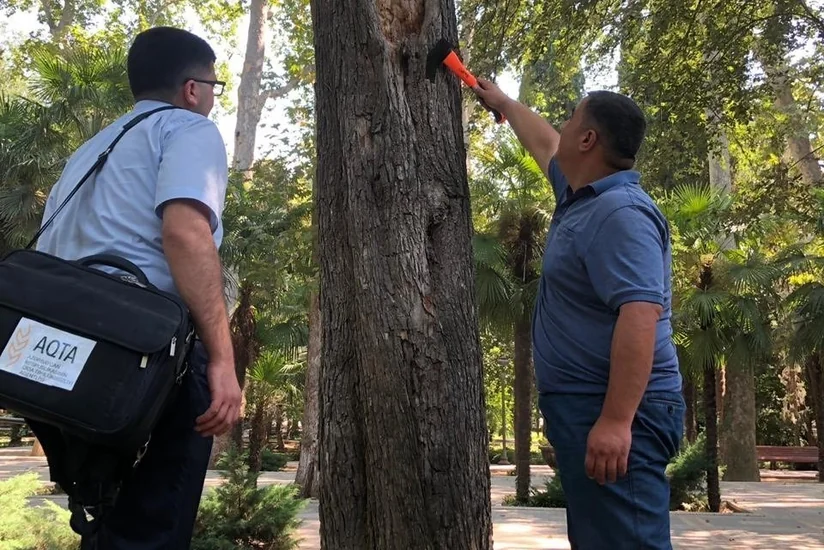 AQTA: “Xan bağı” parkında bir neçə yaşlı, irigövdəli ağaclar quruyub
