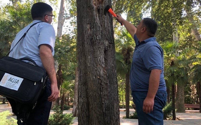 AQTA: “Xan bağı” parkında bir neçə yaşlı, irigövdəli ağaclar quruyub