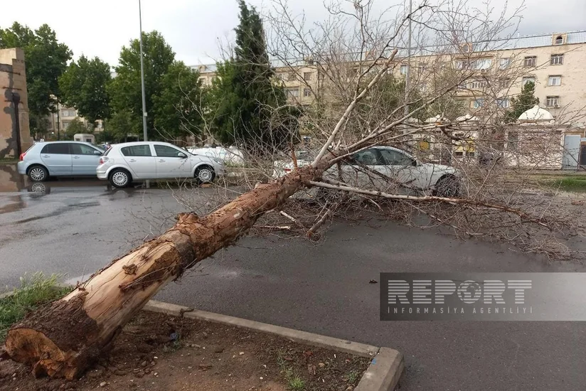 Güclü külək və leysan Gəncədə fəsadlar törədib, elektrik xətləri sıradan çıxıb - YENİLƏNİB