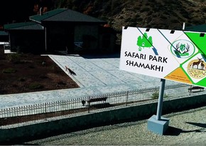 Instructor Elshan Bakhtiyarov: European bison will be brought to Safari Park Shamakhi - INTERVIEW - PHOTO - VIDEO
