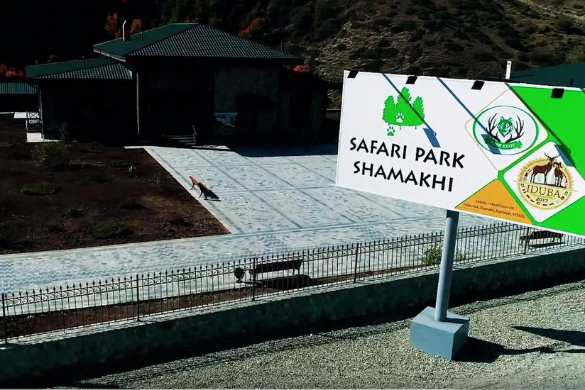 İnstruktor Elşən Bəxtiyarov: “Şamaxıdakı “Safari Park”a zubr gətiriləcək” - MÜSAHİBƏ - FOTO - VİDEO