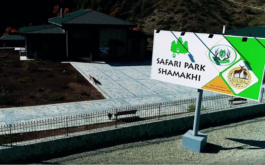 Instructor Elshan Bakhtiyarov: European bison will be brought to Safari Park Shamakhi - INTERVIEW - PHOTO - VIDEO