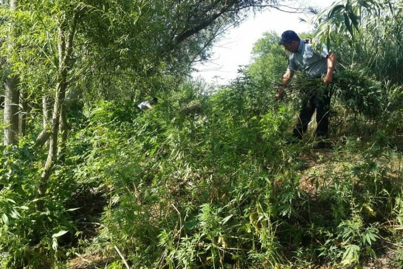 Bərdədə 1 tondan çox çətənə kolu aşkar edilib