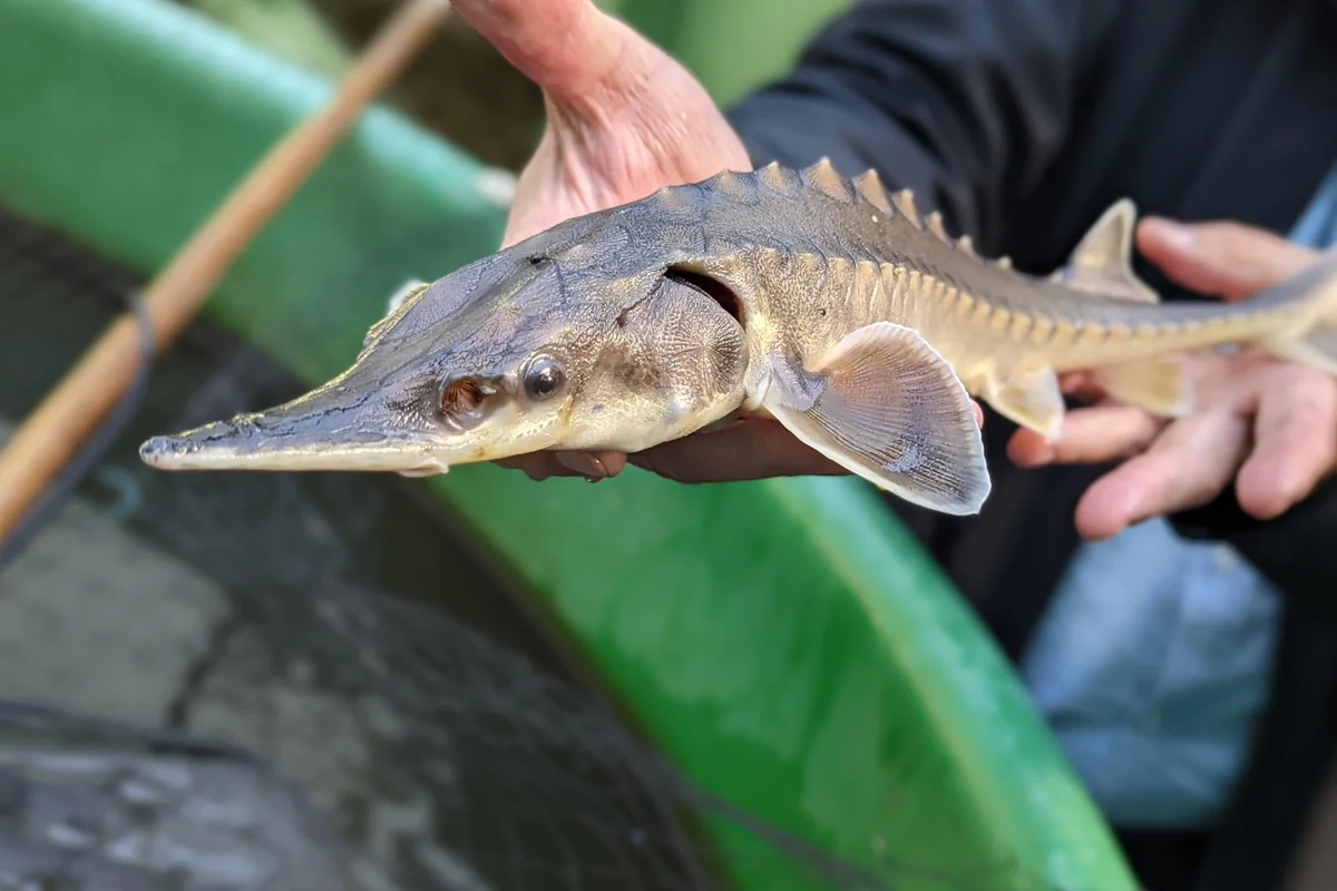 Azərbaycan Ukrayna və İspaniyadan nərə balığı idxalını bərpa edib