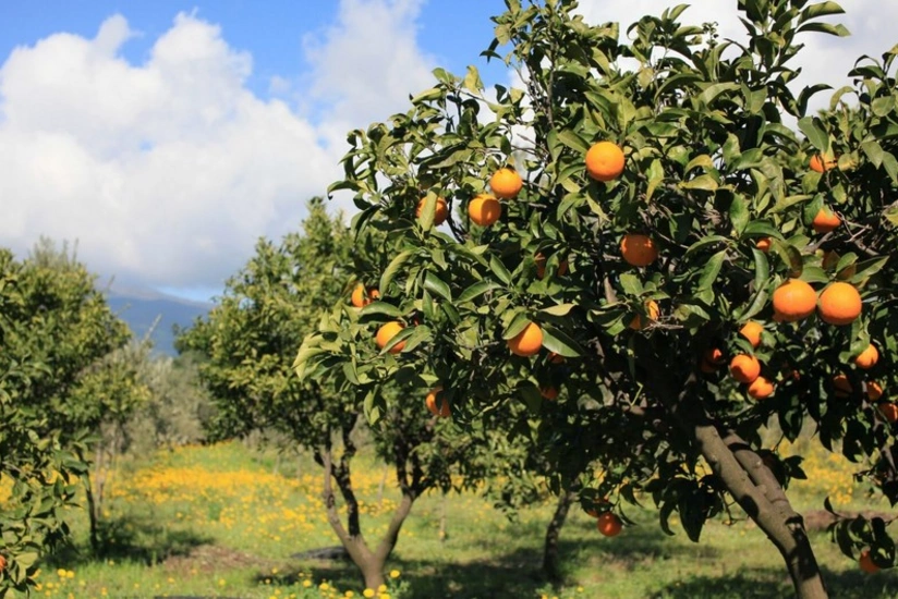 Azərbaycanda şaftalı bağlarının sığortalanmasına başlanılır