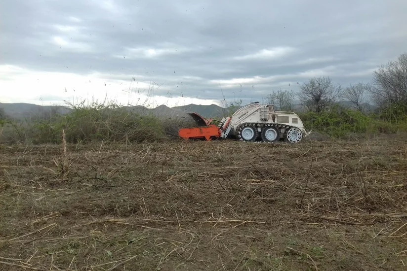 Cocuq Mərcanlıda gün ərzində 1037 ədəd qəlpə aşkar edilib