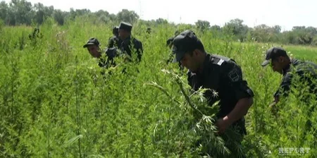 Ağstafada 15 500 yabanı çətənə kolu məhv edilib