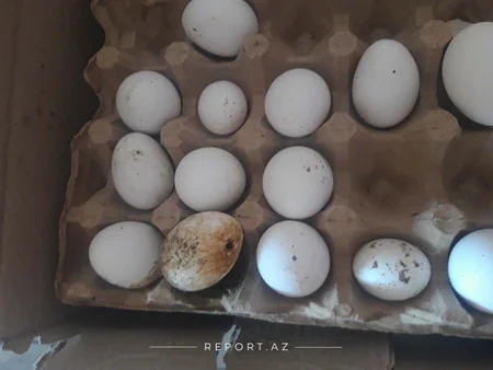 Yumurta Kamil saxlanıldı