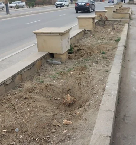 Sumqayıt, Hacıqabul və Samuxda ağaclar qanunsuz kəsilib