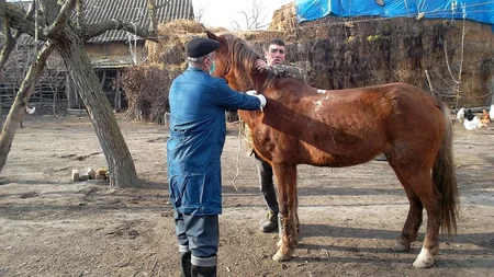 Qaxda heyvanlar arasında profilaktik tədbirlər aparılır