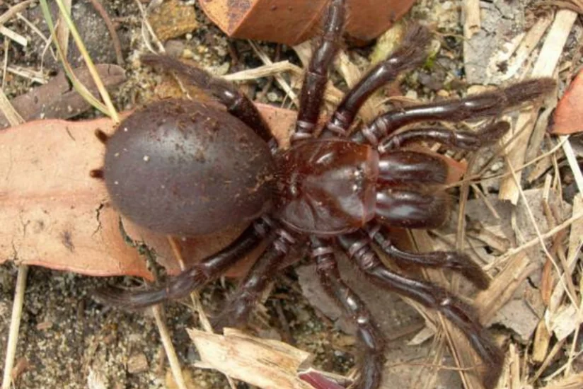 Avstraliyada dünyanın ən zəhərli hörmüçəyinin dişlədiyi uşaq sağ qalıb