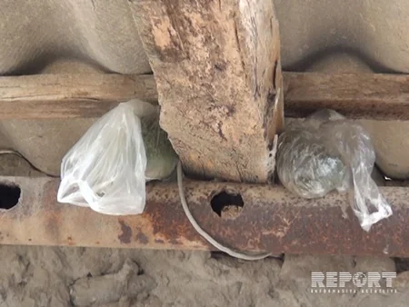 Neftçala sakinindən 148 ədəd çətənə kolu aşkar edilərək götürülüb - FOTO