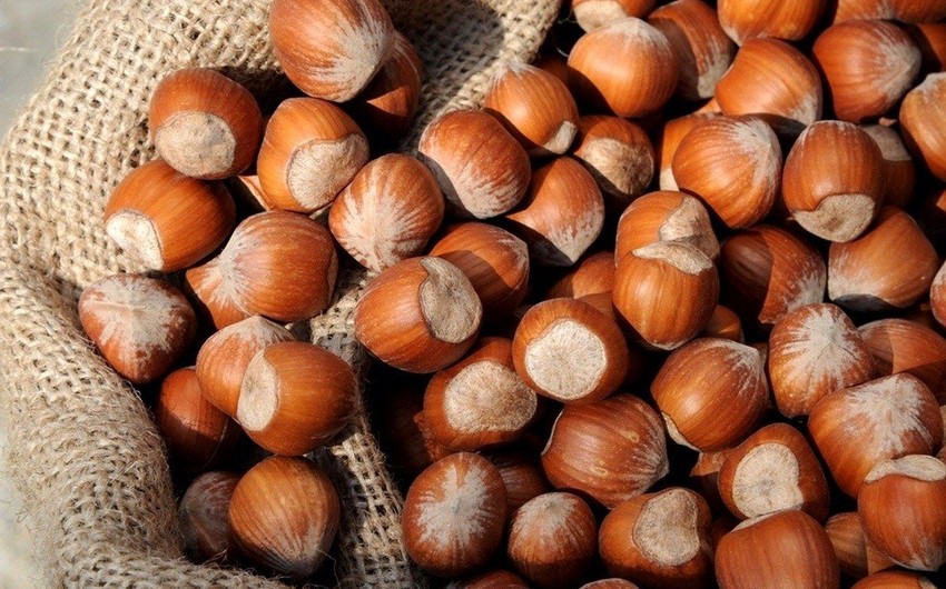 Azərbaycan meşə fındığı ixracından gəlirini 12 % artırıb