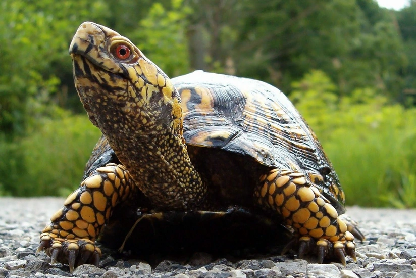 Tortoise missing for 30 years found in attic