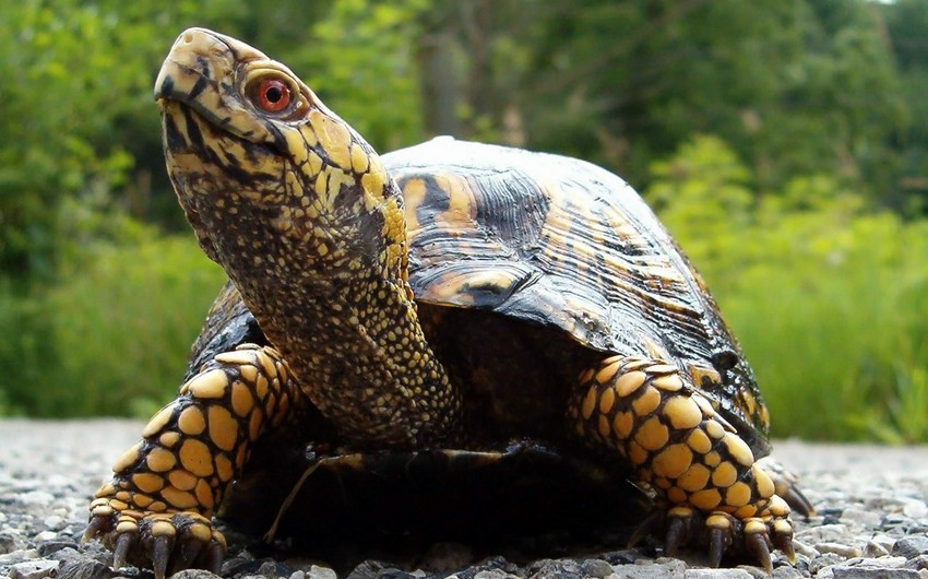 Tortoise missing for 30 years found in attic