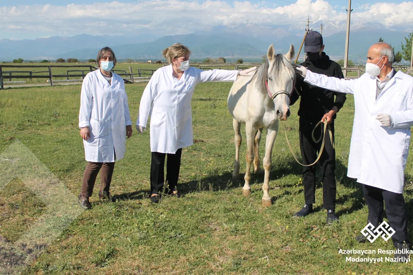 Nazirlik: Şəkidə aclıqdan əziyyət çəkən atlar qida ilə təmin olunub