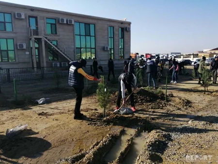 Payız ağacəkmə kampaniyası Şirvan şəhərində davam etdirilib