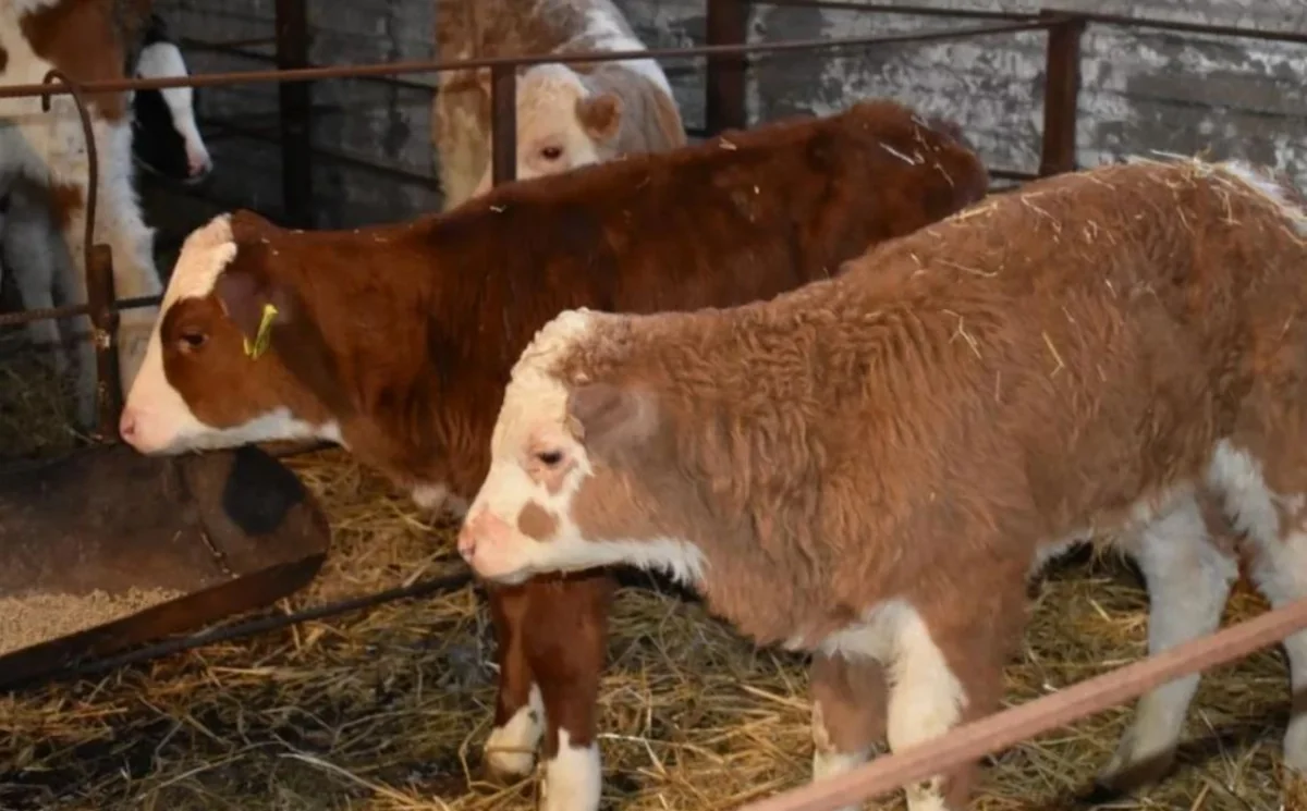 Süni mayalanma yolu ilə alınmış buzovların sayı 48 faiz artıb