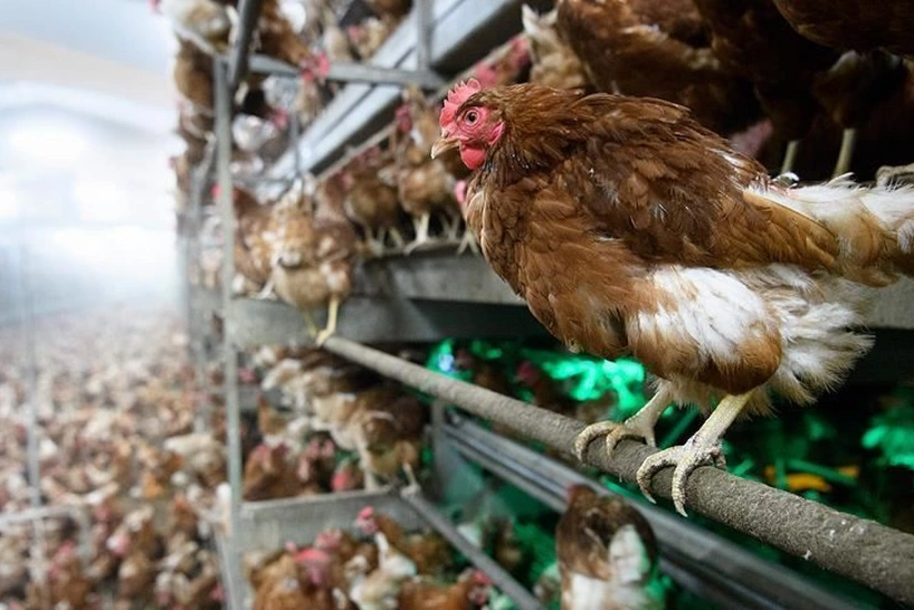 Japan to kill 134 thousand chickens after avian flu confirmed