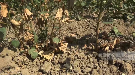 Biləsuvarda pambıq sahələri susuzluqdan məhv olmaq təhlükəsi ilə üzləşib
