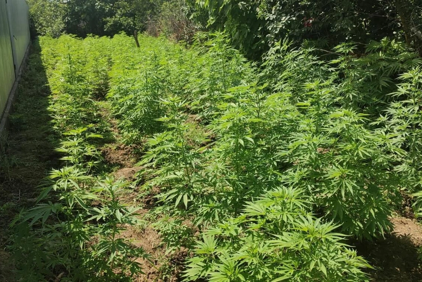 Qazaxda narkotik yetişdirən şəxs saxlanılıb