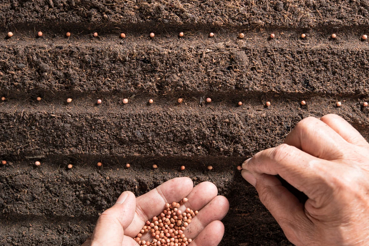 Aqrar Xidmətlər Agentliyi toxum alıcılarına müraciət edib