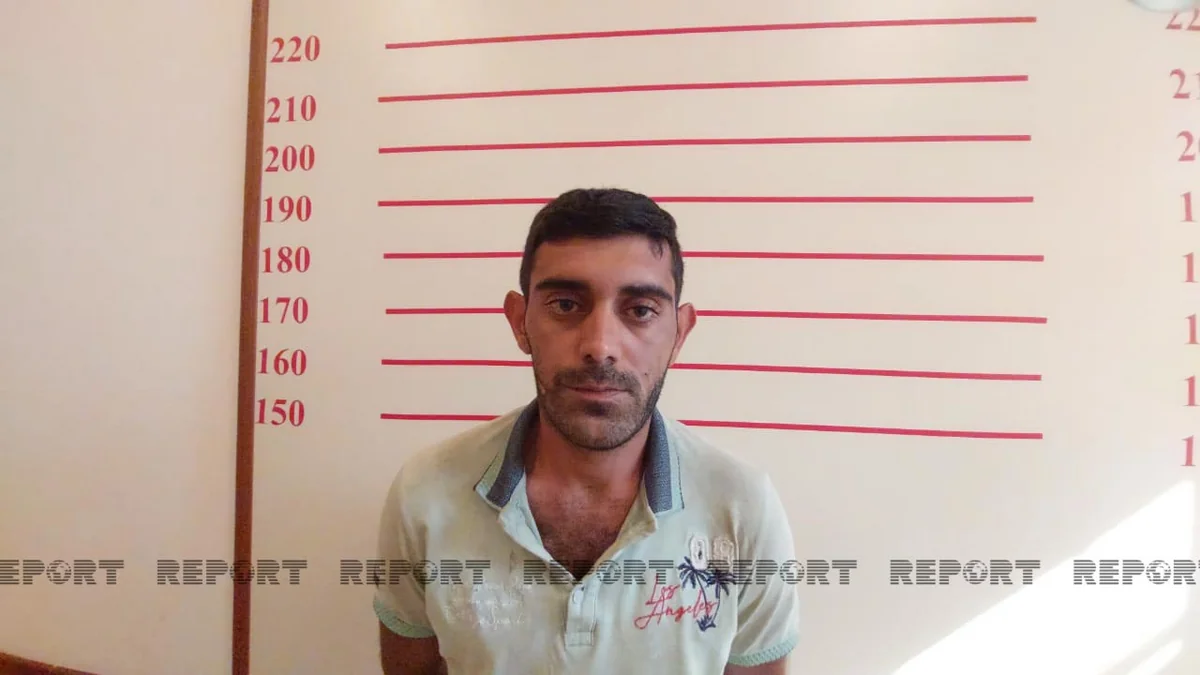 Qubada yarım tondan çox narkotik bitkiləri becərən şəxslər saxlanılıb - VİDEO