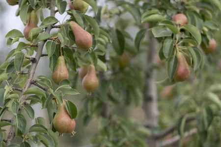 Məcnun Məmmədov Şabranda təsərrüfatlara baş çəkib, fermerlərlə görüşüb