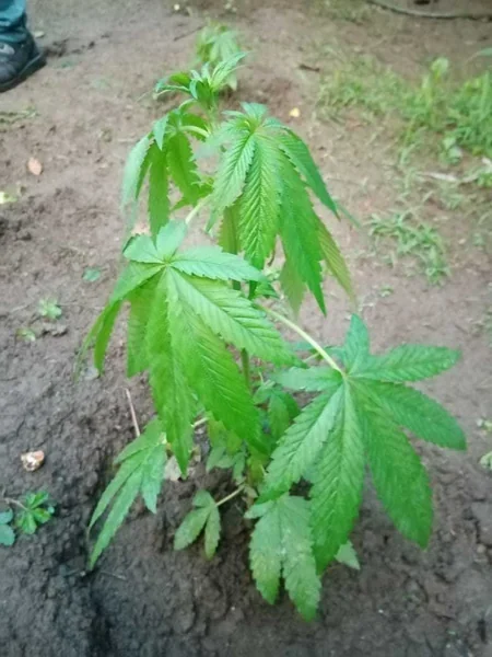 Göygöl sakininin evindən narkotik və sursat aşkarlanıb