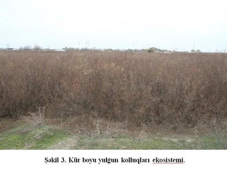 Alimlərdən Kürdə suyun azalması ilə bağlı həyəcan təbili: Vəziyyət yaxın illərdə düzəlməyəcək