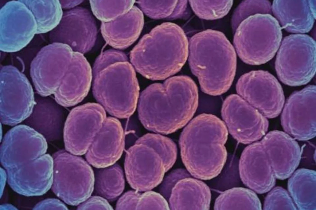 Alimlər antibiotiklərin bakteriyaları öldürən yeni formasını icad ediblər