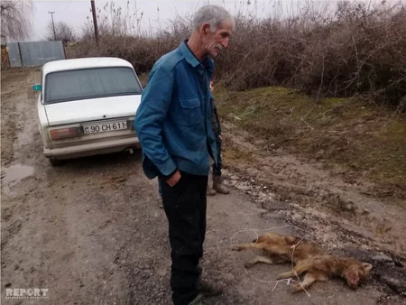 Hacıqabulda yırtıcı heyvan yerli sakinə hücum edərək ona xəsarət yetirib - FOTO