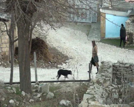 Ağstafada sahibsiz itlər 6 qoyunu parçalayıb - FOTO