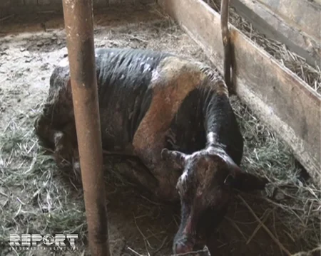 Zaqatalada fermada yanğın olub, ferma sahibinə 150 min manat ziyan dəyib - FOTO