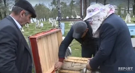 Astarada ziyanverici həşəratlar arıçılığa ciddi ziyan vurub