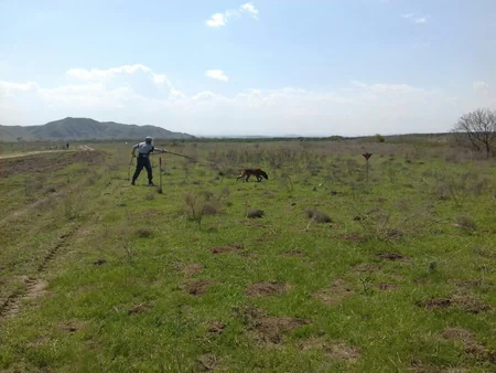 Cocuq Mərcanlıda gün ərzində 2793 ədəd qəlpə aşkar edilib