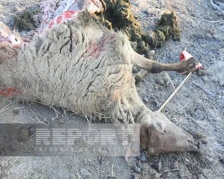 Ağdaşda iri və xırda buynuzlu heyvanlar naməlum şəraitdə tələf olur