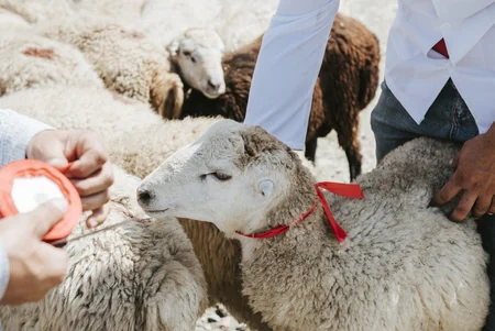 Azərbaycanda Qurban bayramı ilə əlaqədar diri heyvanların satış yarmarkaları fəaliyyətə başlayıb