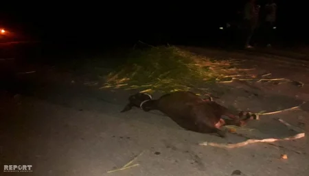 Qazaxda uzunqulaqla gedən yaşlı kişini maşın vurub - FOTO