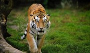 В Уссурийске на трассе сбили амурского тигра