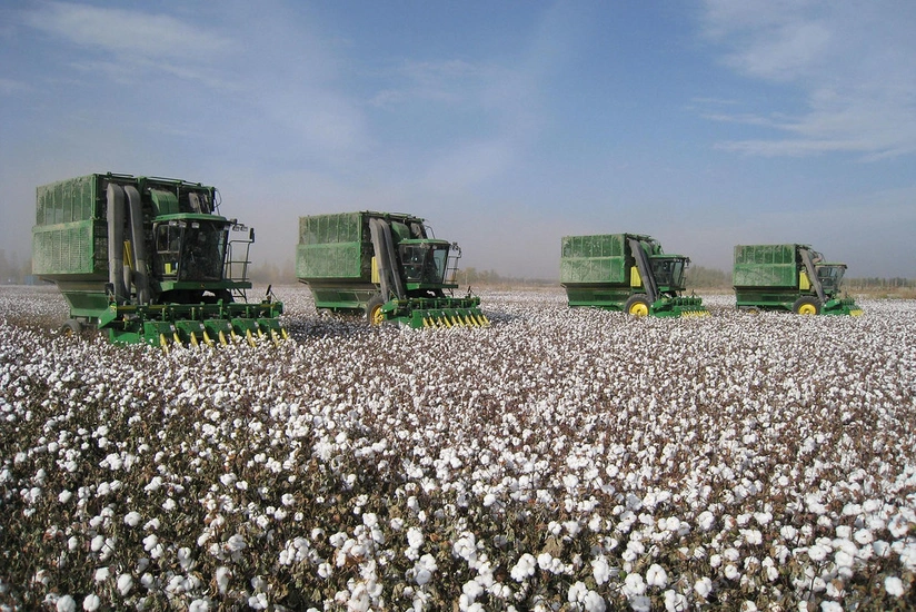 İmişlidə pambıq yığımında yüksək məhsuldarlıq qeydə alınıb