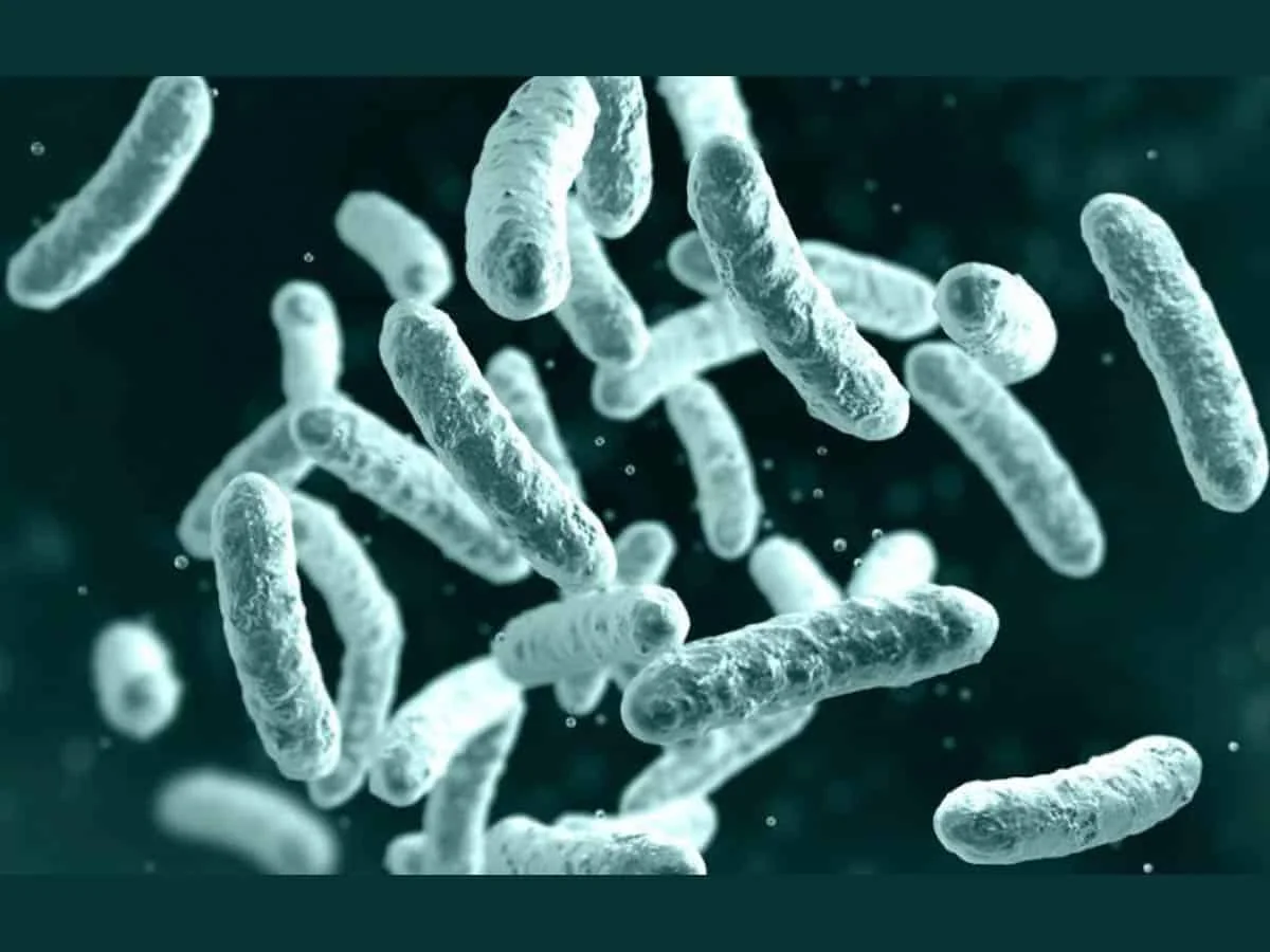 New case of bubonic plague confirmed in Mongolia