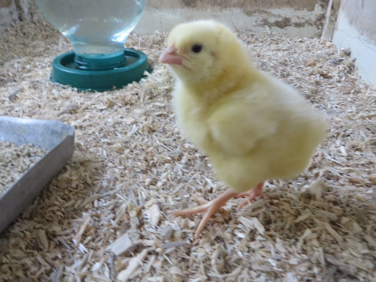 Azerbaijan increases chicks imports from main supply markets